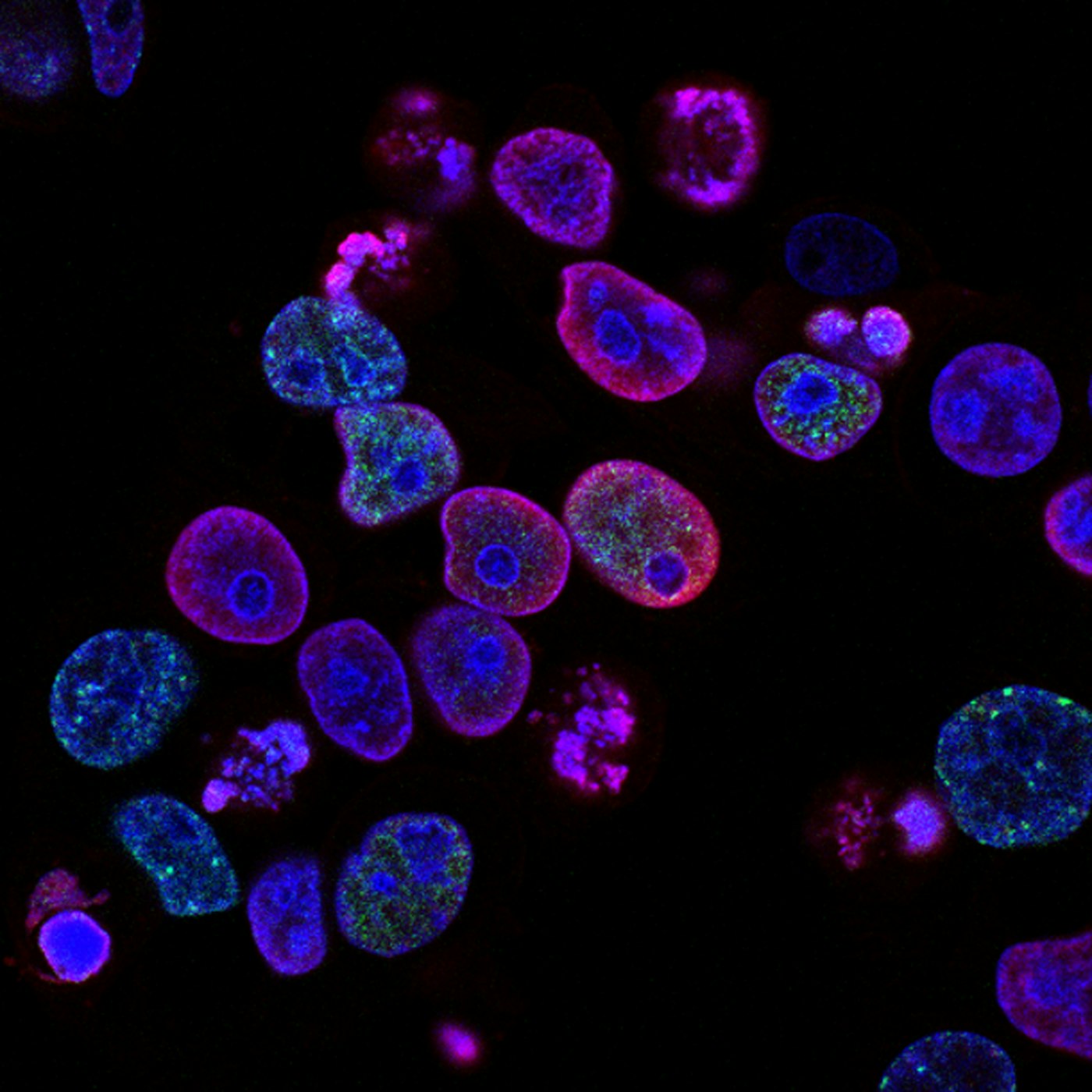 Growth-regulation peptides